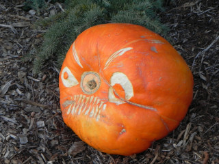 Windy, Nipomo Pumpkin Patch best carving idea